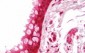 GAPDH Antibody (clone 1D4)